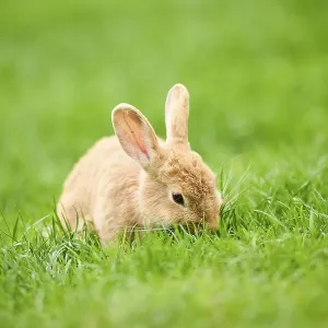 Domesticated Rabbit Print, Bavaria, Germany