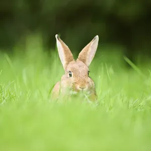 Domesticated Rabbit Print, Bavaria, Germany