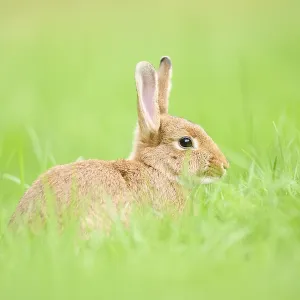 Domesticated rabbit (Oryctolagus cuniculus forma domestica) sitting on a meadow