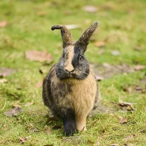 Domesticated rabbit (Oryctolagus cuniculus forma domestica) sitting on a meadow