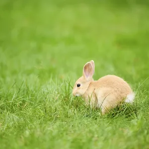 Domesticated rabbit (Oryctolagus cuniculus forma domestica) sitting on a meadow