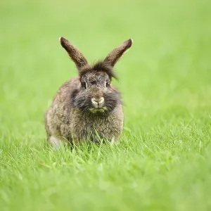 Domesticated rabbit (Oryctolagus cuniculus forma domestica) sitting on a meadow