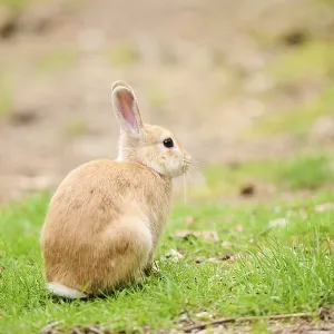 Domesticated rabbit (Oryctolagus cuniculus forma domestica) sitting on a meadow Domesticated rabbit (Oryctolagus cuniculus forma domestica) sitting on a meadow