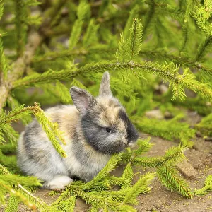Domesticated rabbit (Oryctolagus cuniculus forma domestica) standing on the ground
