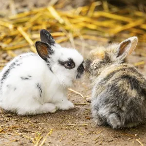 Domesticated rabbit (Oryctolagus cuniculus forma domestica) standing on the ground