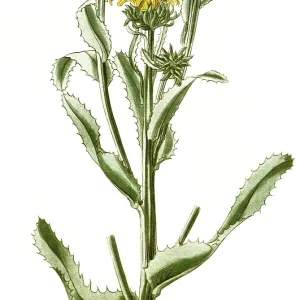 Donia ciliata, Grindelia ciliata