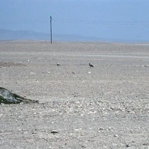 All Images Collection: 1987