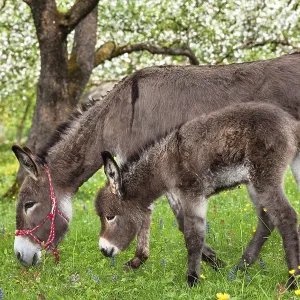Donkey (Equus asinus), with foal in orchard Donkey (Equus asinus), with foal in orchard
