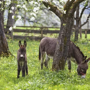 Donkey (Equus asinus), with foal in orchard Donkey (Equus asinus), with foal in orchard