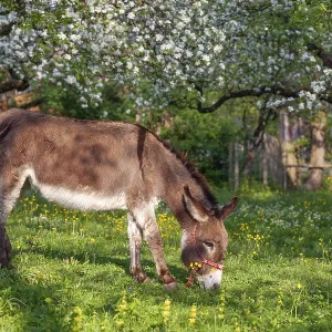 Donkey (Equus asinus), in orchard in Upper Bavaria with apple trees Donkey (Equus asinus), in orchard in Upper Bavaria with apple trees