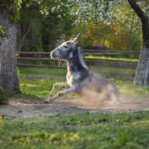 Donkey (Equus asinus), taking a dust bath Donkey (Equus asinus), taking a dust bath