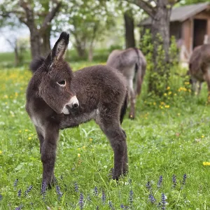 Donkey foal (Equus asinus), in orchard Donkey foal (Equus asinus), in orchard