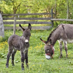 Donkey with foal in orchard, Equus asinus Donkey with foal in orchard, Equus asinus