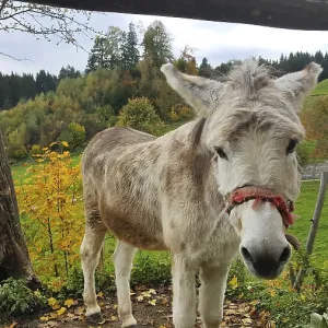 A Donkey Looks Carefully and Calmly at the Camera Print A Donkey Looks Carefully and Calmly at the Camera Print