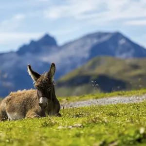 A donkey is lying on a green field with mountains in the background A donkey is lying on a green field with mountains in the background
