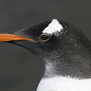 Donkey penguin (Pygoscelis papua) Donkey penguin (Pygoscelis papua)
