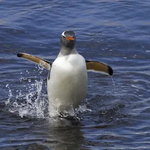 Donkey penguin (Pygoscelis papua) Donkey penguin (Pygoscelis papua)