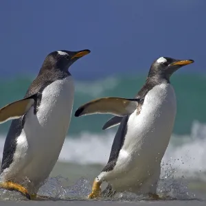 Donkey penguin (Pygoscelis papua) Donkey penguin (Pygoscelis papua)