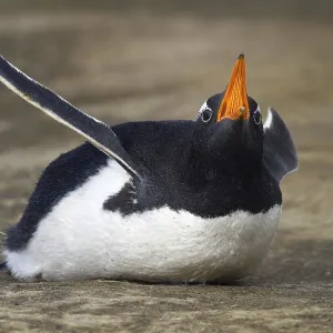 Donkey penguin (Pygoscelis papua) Donkey penguin (Pygoscelis papua)
