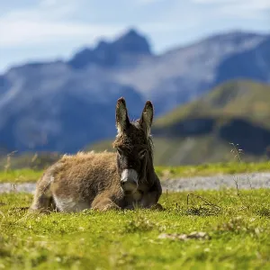 A donkey is relaxing in a meadow in front of a mountain backdrop A donkey is relaxing in a meadow in front of a mountain backdrop