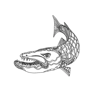 Doodle art illustration of barracuda Doodle art illustration of barracuda