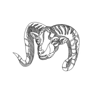 Doodle art illustration of head of an argali or mountain sheep (species Ovis ammon) Doodle art illustration of head of an argali or mountain sheep (species Ovis ammon)