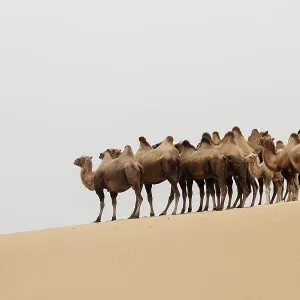 Double hump camels (Bactrian Camels) in grassland of Mongolia are in danger Double hump camels (Bactrian Camels) in grassland of Mongolia are in danger