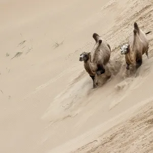Double hump camels (Bactrian Camels) in grassland of Mongolia are endangered species Double hump camels (Bactrian Camels) in grassland of Mongolia are endangered species