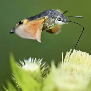 Dove's tail (Macroglossum stellatarum) Dove's tail (Macroglossum stellatarum)
