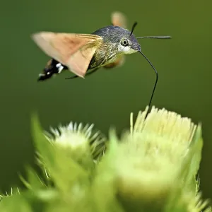 Dove's tail (Macroglossum stellatarum) Dove's tail (Macroglossum stellatarum)