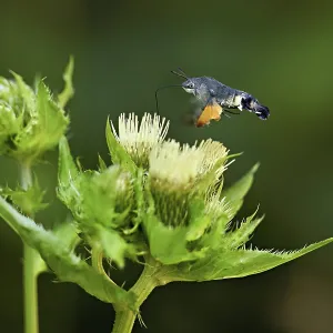 Dove's tail (Macroglossum stellatarum) Dove's tail (Macroglossum stellatarum)