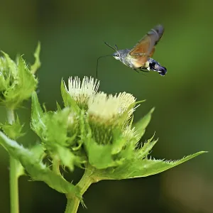 Dove's tail (Macroglossum stellatarum) Dove's tail (Macroglossum stellatarum)