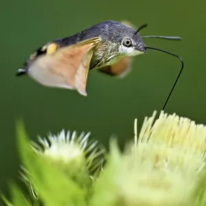 Dove's tail (Macroglossum stellatarum) Dove's tail (Macroglossum stellatarum)