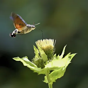 Dove's tail (Macroglossum stellatarum) Dove's tail (Macroglossum stellatarum)