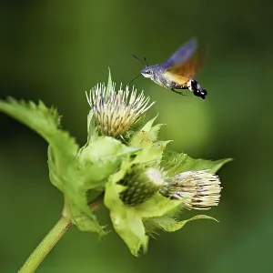 Dove's tail (Macroglossum stellatarum) Dove's tail (Macroglossum stellatarum)