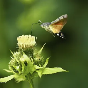 Dove's tail (Macroglossum stellatarum) Dove's tail (Macroglossum stellatarum)