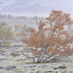 Downy Birch and Reindeer Lichen Print, Rondane National Park, Norway Downy Birch and Reindeer Lichen Print, Rondane National Park, Norway