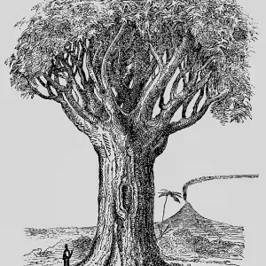 Dragon tree (Dracaena), distribution in tropics and subtropics