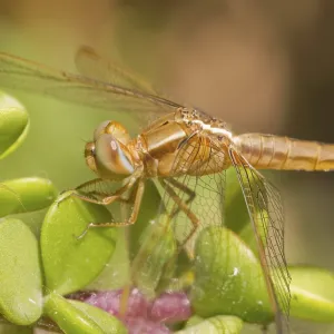 Dragonfly closeup on a plant in the wild Dragonfly closeup on a plant in the wild