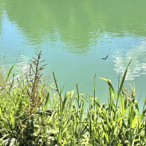 Dragonfly Print over Bavarian Water's Edge Dragonfly Print over Bavarian Water's Edge