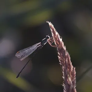 Dragonfly against the light, summer, Germany Dragonfly against the light, summer, Germany