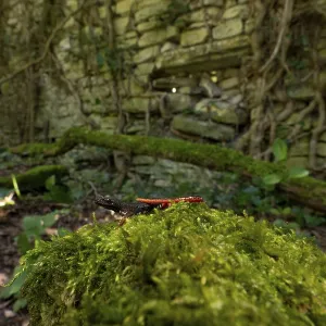 A dragonfly on a mossy rock in a lush forest with an ancient stone wall covered in ivy A dragonfly on a mossy rock in a lush forest with an ancient stone wall covered in ivy