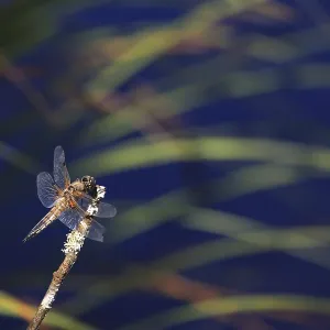 Dragonfly Print: Bad Wurzach, Germany Dragonfly Print: Bad Wurzach, Germany