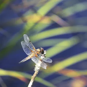 Dragonfly Print, Bad Wurzach, Germany Dragonfly Print, Bad Wurzach, Germany