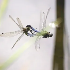 Dragonfly, Summer, Germany Dragonfly, Summer, Germany