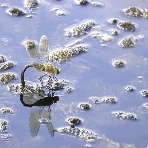 Dragonfly, Summer, Germany Dragonfly, Summer, Germany
