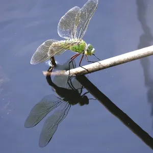 Dragonfly, Summer, Germany Dragonfly, Summer, Germany
