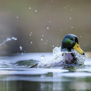 A drake emerges and shakes off water A drake emerges and shakes off water