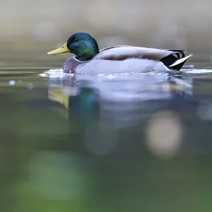 A drake glides alone across the still water A drake glides alone across the still water