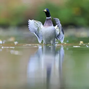The drake raises its wings slightly The drake raises its wings slightly